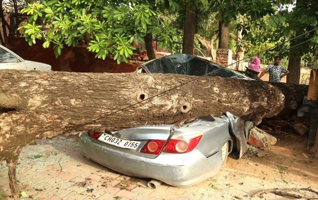 A car damaged after an uprooted tree crashed on it in Sector 41. A car damaged after an uprooted tree crashed on it in Sector 41.