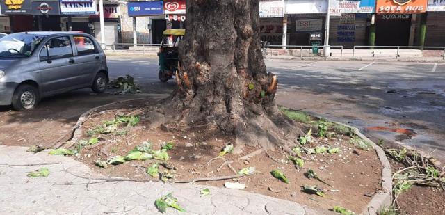 Carcasses of parrots found under a tree in Sector 37. Carcasses of parrots found under a tree in Sector 37.