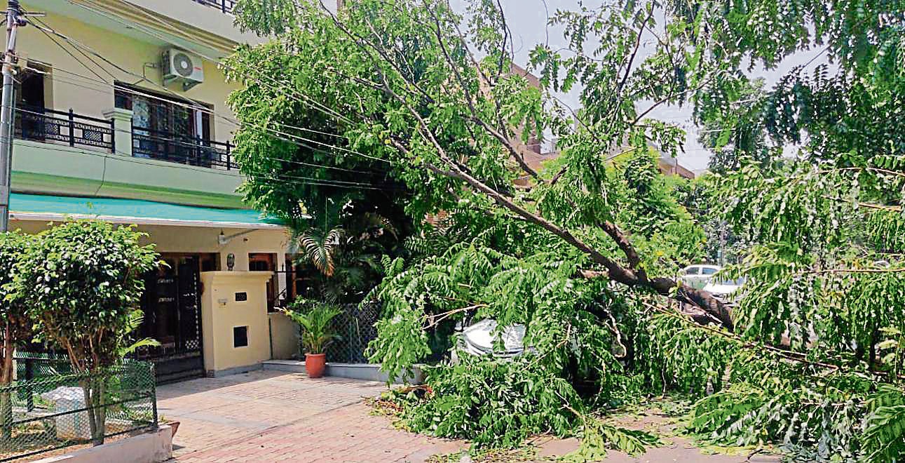 An uprooted tree suspended between two electricity poles in Phase 3B1, Mohali, on Sunday. (HT PHOTO) An uprooted tree suspended between two electricity poles in Phase 3B1, Mohali, on Sunday. (HT PHOTO)