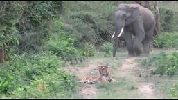 A still from the video showing the elephant and the tiger. 