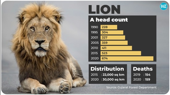 Asiatic lions in India. (Gujarat forest department) Asiatic lions in India. (Gujarat forest department)