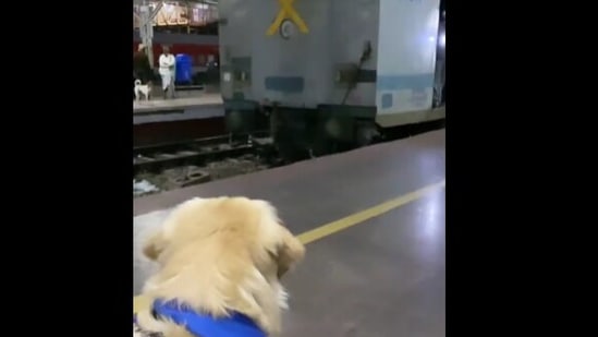 The image shows Oscar looking at a train for the first time.(Instagram/@oscar_wonderpup)