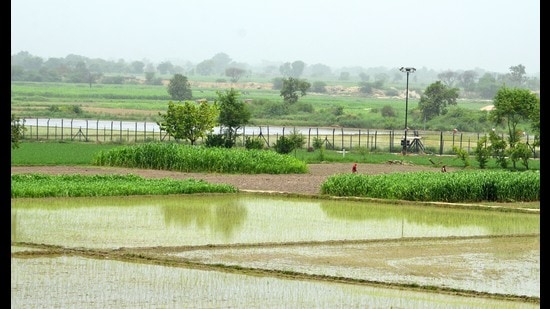 Farmers of 5 border villages in Punjab harried as BSF ‘restricts’ access along fence Farmers of 5 border villages in Punjab harried as BSF ‘restricts’ access along fence