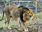 The idea of finding a second home for lions was mooted in the early 1990s and the Madhya Pradesh government started developing Kuno as a second home for Asiatic lions. (Parveen Kumar/ht archive) The idea of finding a second home for lions was mooted in the early 1990s and the Madhya Pradesh government started developing Kuno as a second home for Asiatic lions. (Parveen Kumar/ht archive)