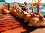 The Chinese government says a 41-year-old man has contracted what might be the world’s first human case of the H10N3 strain of bird flu, but the risk of large-scale spread is low.(AP Photo) The Chinese government says a 41-year-old man has contracted what might be the world’s first human case of the H10N3 strain of bird flu, but the risk of large-scale spread is low.(AP Photo)