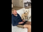 Lady the doggo asking for playing time. (Instagram/@ladyandtheblues) Lady the doggo asking for playing time. (Instagram/@ladyandtheblues)