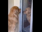 Doggo siblings Xena and Finn helping each other out. (Instagram/@goldengirl_xena) Doggo siblings Xena and Finn helping each other out. (Instagram/@goldengirl_xena)
