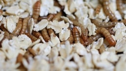Mealworms are seen in the restaurant Inoveat serving insect-based food in Paris, France,