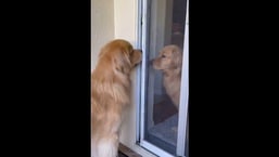 Doggo siblings Xena and Finn helping each other out. 