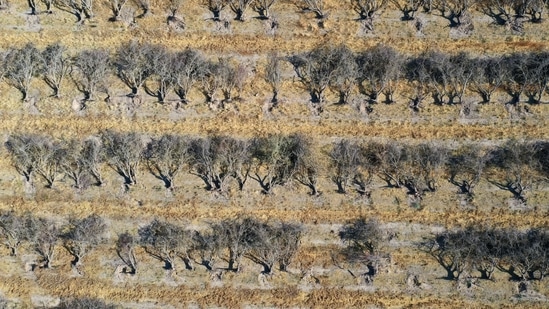 Nearly 40% of California's 24.6 million acres of farmland are irrigated, with crops like almonds and grapes in some regions needing more water to thrive. In picture - Almond trees sit on the ground during an orchard removal project in Snelling, California.(AFP) Nearly 40% of California's 24.6 million acres of farmland are irrigated, with crops like almonds and grapes in some regions needing more water to thrive. In picture - Almond trees sit on the ground during an orchard removal project in Snelling, California.(AFP)