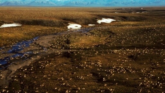 The remote, 19.6 million-acre refuge is home to polar bears, caribou, snowy owls and other wildlife, including migrating birds from six continents. In picture - A herd of caribou on the Arctic National Wildlife Refuge in northeast Alaska. (AP) The remote, 19.6 million-acre refuge is home to polar bears, caribou, snowy owls and other wildlife, including migrating birds from six continents. In picture - A herd of caribou on the Arctic National Wildlife Refuge in northeast Alaska. (AP)