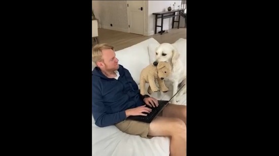 Lady the doggo asking for playing time. (Instagram/@ladyandtheblues) Lady the doggo asking for playing time. (Instagram/@ladyandtheblues)