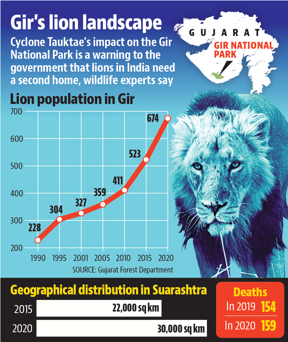 Environmental activists filed a petition in the Supreme Court seeking directions to the Gujarat government to provide lions to Kuno.(Hindustan Times) Environmental activists filed a petition in the Supreme Court seeking directions to the Gujarat government to provide lions to Kuno.(Hindustan Times)