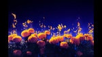 The flower of happiness and of grief. (Shutterstock) The flower of happiness and of grief. (Shutterstock)