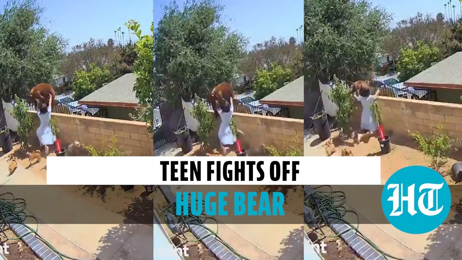 Watch 17yearold shoves bear off wall to save her dogs, video goes