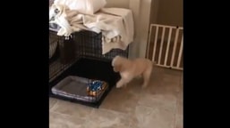 The image shows a dog named Po.