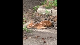 The baby deer was rescued by North Olmsted Police Department. 