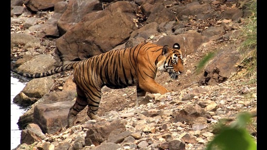 Ramgarh Vishdhari sanctuary also has tiger corridor with Ranthambhore Tiger Reserve. (for representation only) (HT File Photo)