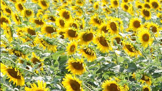 According to farmers, this is the best year for oilseed growers as earlier mustard also fetched ₹1,000-1,500 more than the MSP of ₹4,650. (HT FILE) According to farmers, this is the best year for oilseed growers as earlier mustard also fetched ₹1,000-1,500 more than the MSP of ₹4,650. (HT FILE)