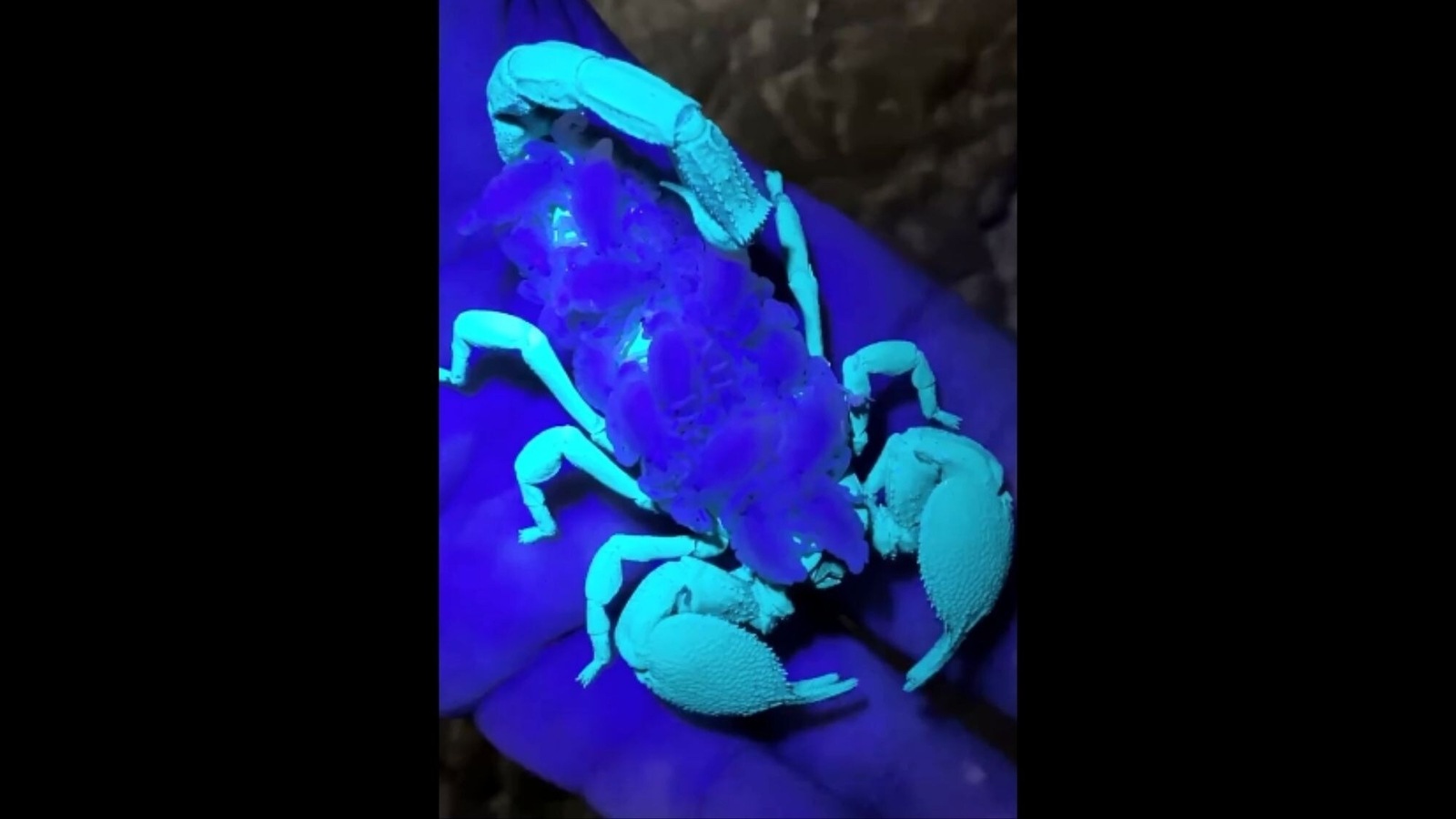 People can’t decide this viral video of scorpion under black light is creepy or fascinating