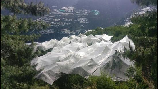 The hailstones extensively damaged even the anti-hail nets used to cover the apple plants. (HT FILE) The hailstones extensively damaged even the anti-hail nets used to cover the apple plants. (HT FILE)