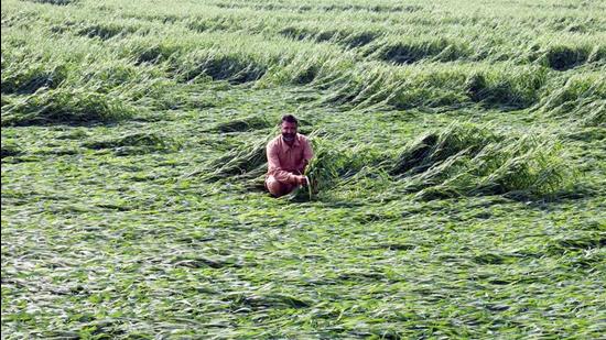 Maize and Moong crops were among those damaged extensively in the rains in Bihar following cyclone Yaas.(Photo by Sanjeev Kumar/Hindustan Times) Maize and Moong crops were among those damaged extensively in the rains in Bihar following cyclone Yaas.(Photo by Sanjeev Kumar/Hindustan Times)
