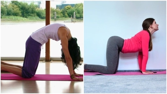 Cat-cow pose: These two positions mainly targets the back but also relaxes the abdominal muscles. In the cow pose, you need to stretch your head and tailbone up as you breathe. Breath out slowly and take the cat pose where you need to look down and curve your body.(Instagram/yoga.daily.inspirations) Cat-cow pose: These two positions mainly targets the back but also relaxes the abdominal muscles. In the cow pose, you need to stretch your head and tailbone up as you breathe. Breath out slowly and take the cat pose where you need to look down and curve your body.(Instagram/yoga.daily.inspirations)