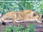 Nine of 13 lions in Vandalur Zoo were tested for the virus a few days ago.(Arun-Mondhe/ HT Photo) Nine of 13 lions in Vandalur Zoo were tested for the virus a few days ago.(Arun-Mondhe/ HT Photo)