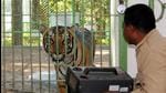 A tiger at Ranchi’s Bhagwan Birsa Biological Park. (HT archive) A tiger at Ranchi’s Bhagwan Birsa Biological Park. (HT archive)