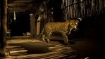 A senior forest department official said they were first informed of a leopard being spotted around the Delhi-Gurugram border near Chattarpur on Wednesday(HT Archives) A senior forest department official said they were first informed of a leopard being spotted around the Delhi-Gurugram border near Chattarpur on Wednesday(HT Archives)
