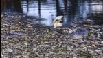 An egret settles on a pile of floating garbage near Lake Ulsoor during sunset, in Bengaluru. (PTI) An egret settles on a pile of floating garbage near Lake Ulsoor during sunset, in Bengaluru. (PTI)