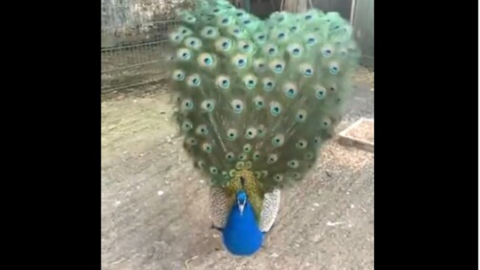 This peacock isn’t shy about flaunting its plumage. Seen viral