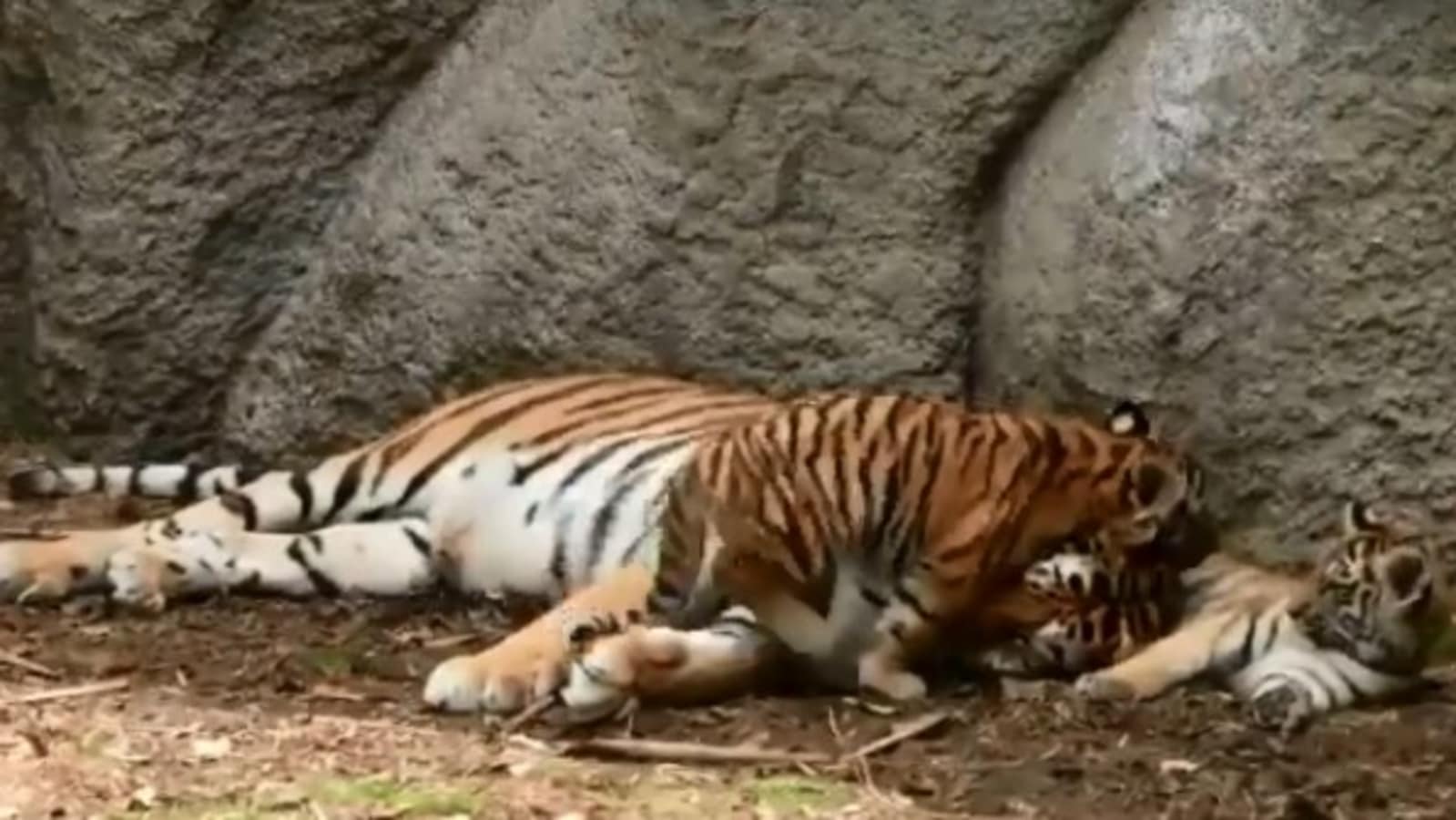 tiger cubs sleeping