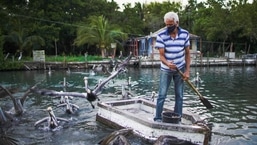 Leonardo Carrillo feeds pelicans in front of his home in Guanimar, Cuba.