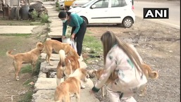 The images shows two women feeding stray dogs.