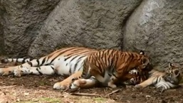 The image shows a tiger mama with her cubs.