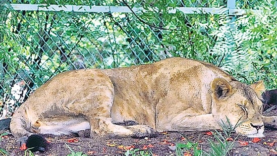 Nine of 13 lions in Vandalur Zoo were tested for the virus a few days ago.(Arun-Mondhe/ HT Photo)