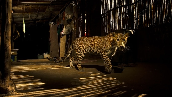 A senior forest department official said they were first informed of a leopard being spotted around the Delhi-Gurugram border near Chattarpur on Wednesday (HT Archives) A senior forest department official said they were first informed of a leopard being spotted around the Delhi-Gurugram border near Chattarpur on Wednesday (HT Archives)