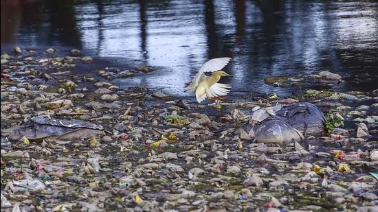 An egret settles on a pile of floating garbage near Lake Ulsoor during sunset, in Bengaluru. (PTI)