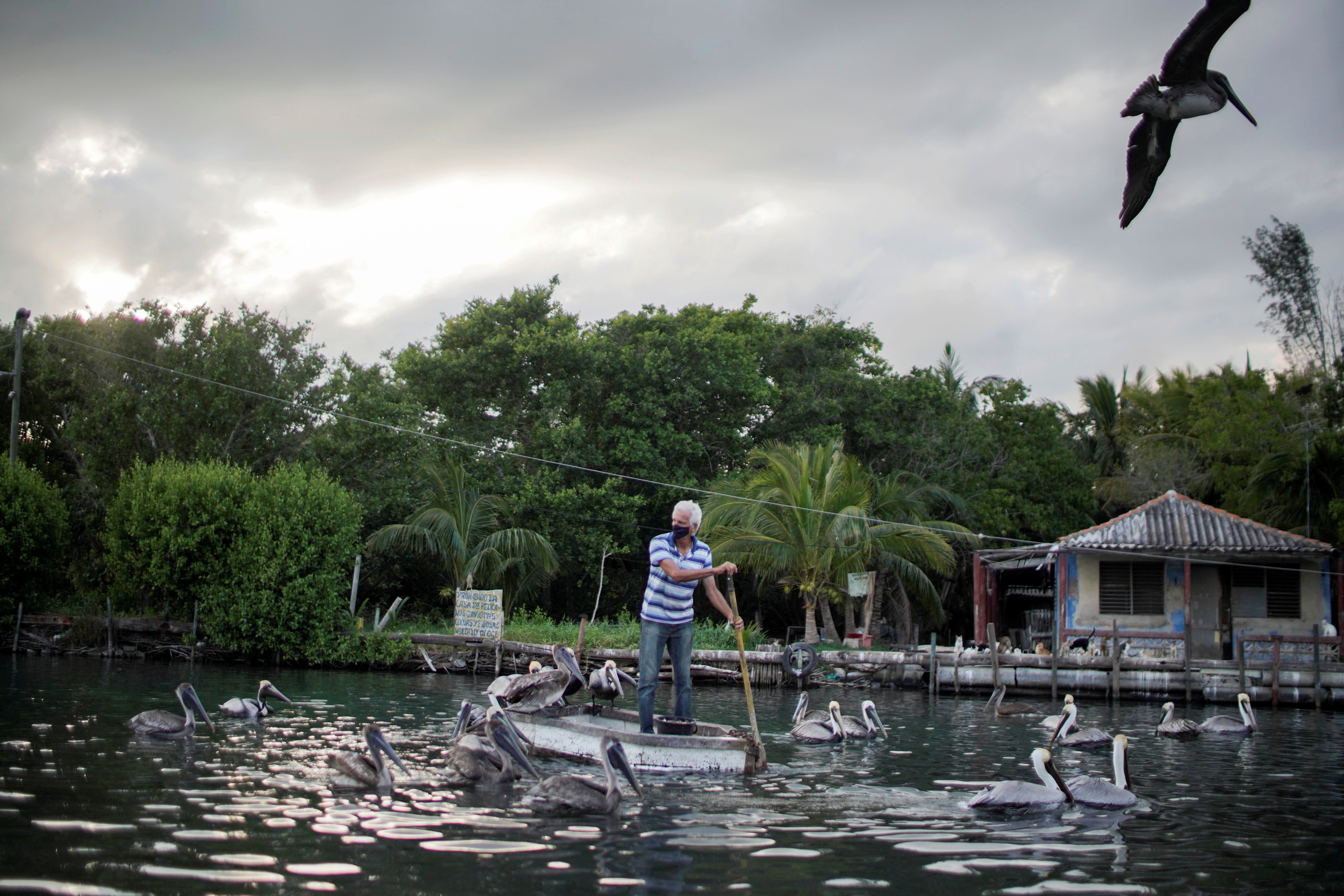 Leonardo Carrillo feeds pelicans in front of his home in Guanimar, Cuba. (REUTERS)