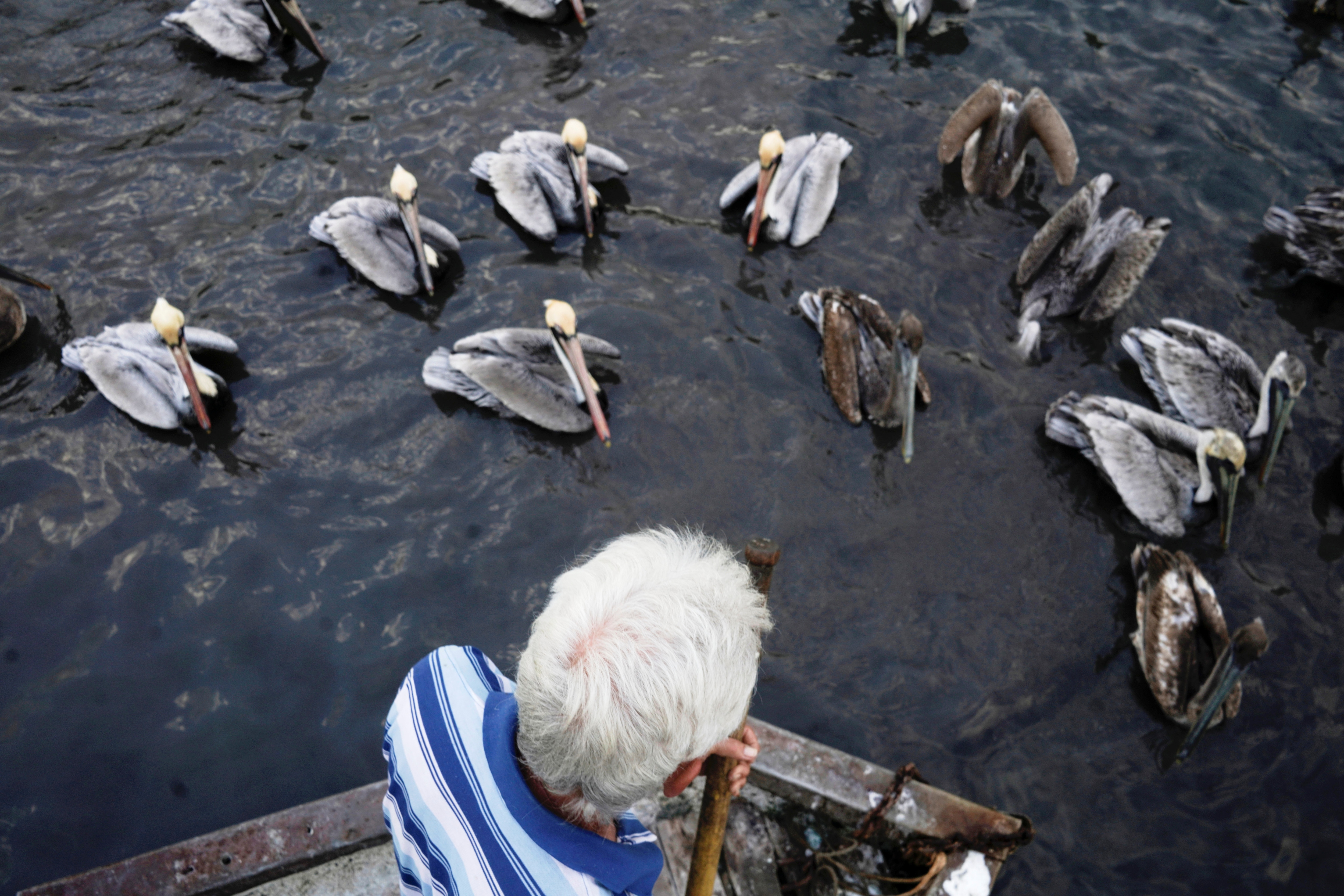 Leonardo Carrillo feeds pelicans in Cuba. (REUTERS)