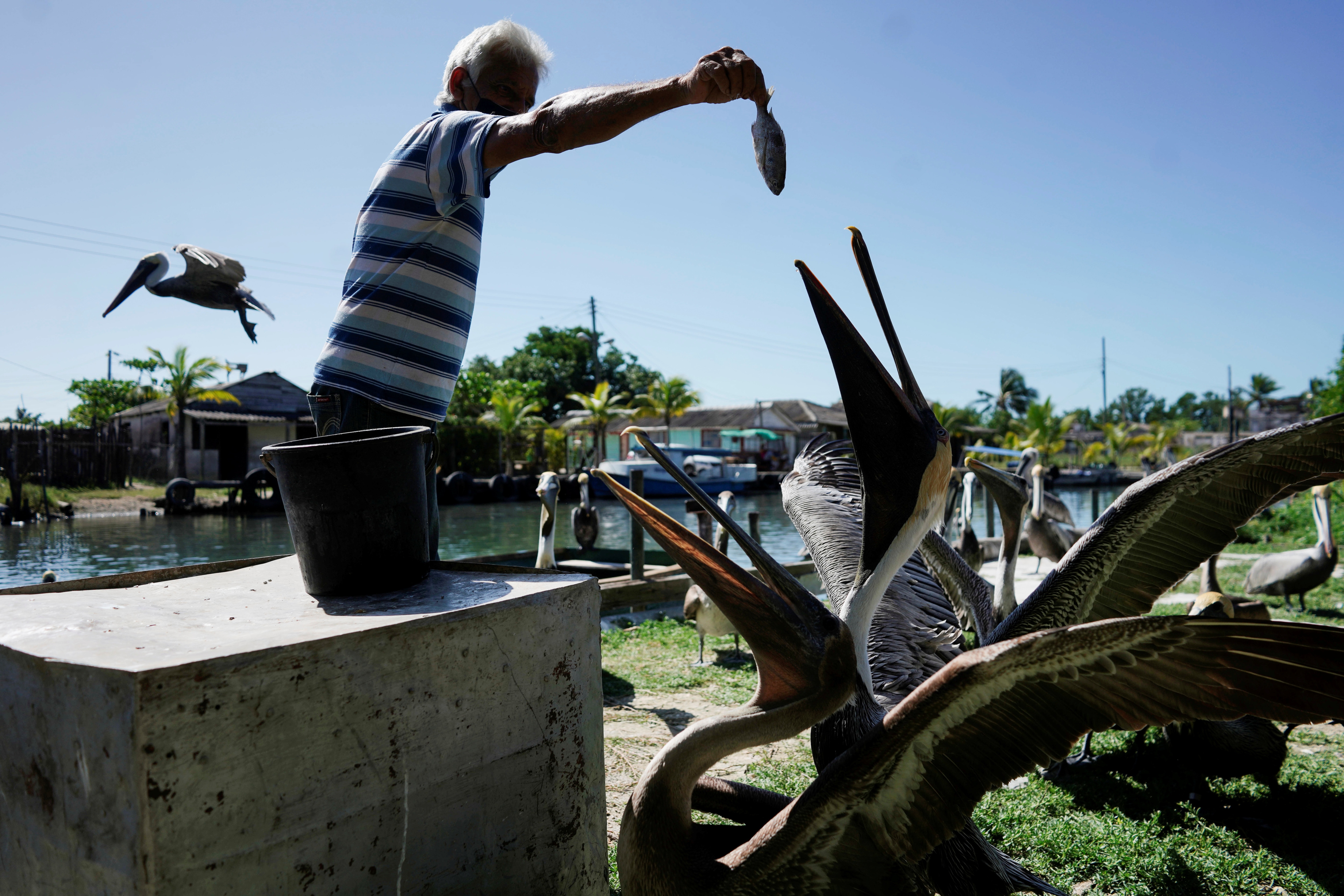 Leonardo Carrillo feeds pelicans in his garden in Guanimar, Cuba. (REUTERS)