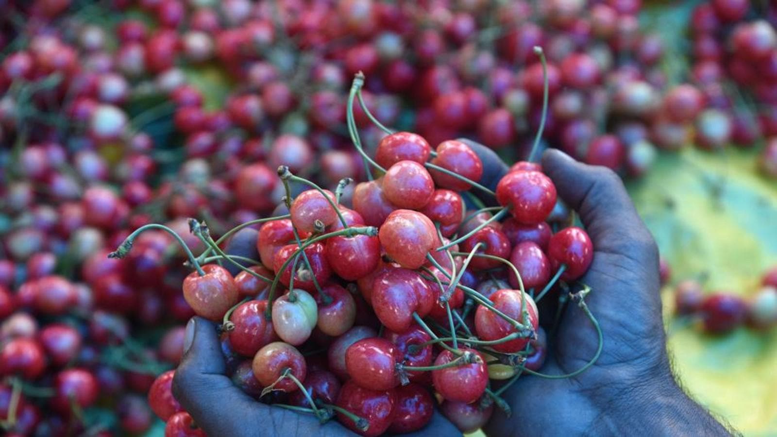 Unlock could be the cherry on top for growers in Kashmir Hindustan Times