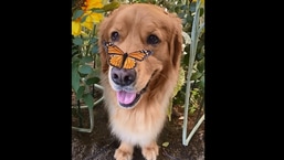 The image shows a cute doggo with a butterfly.