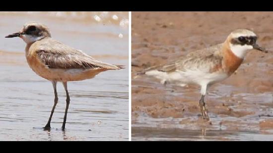 A Greater Sand plover and (right) a Lesser Sand plover at Siswan. (PHOTOS: V NEERAJA) A Greater Sand plover and (right) a Lesser Sand plover at Siswan. (PHOTOS: V NEERAJA)