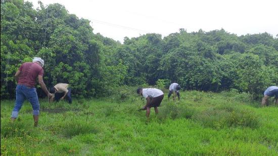 On World Environment Day, youngsters planting mangrove seeds and saplings in Kochi on Saturday. (HT PHOTO.) On World Environment Day, youngsters planting mangrove seeds and saplings in Kochi on Saturday. (HT PHOTO.)
