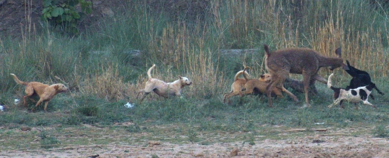 Seven dogs maul a Sambar fawn at Siswan dam, with one canine latching onto the deer’s ear. (PHOTO: JIWATESHWAR SINGH) Seven dogs maul a Sambar fawn at Siswan dam, with one canine latching onto the deer’s ear. (PHOTO: JIWATESHWAR SINGH)