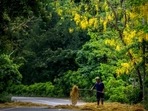 An Indian farmer dries rice straw on a road on the outskirts of Guwahati, India, Friday, May 28, 2021. (AP) An Indian farmer dries rice straw on a road on the outskirts of Guwahati, India, Friday, May 28, 2021. (AP)