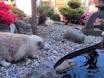 The image shows a curious cat looking at a fake alligator.