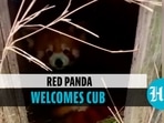 Red panda gives birth to adorable cub at zoological park in Darjeeling